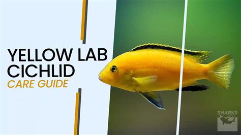 The Complete Care Guide for Yellow Lab Cichlids .